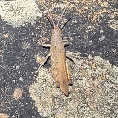 Goniaea opomaloides (Mimetic Gumleaf Grasshopper) at Whitlam, ACT - 23 Jan 2024 by trevorpreston