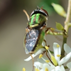 Odontomyia decipiens (Green Soldier Fly) at Red Hill to Yarralumla Creek - 23 Jan 2024 by LisaH