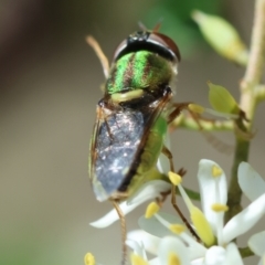 Odontomyia decipiens (Green Soldier Fly) at Hughes, ACT - 23 Jan 2024 by LisaH