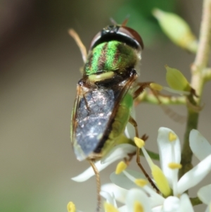 Odontomyia decipiens at Hughes Grassy Woodland - 23 Jan 2024