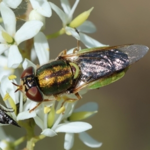 Odontomyia decipiens at Hughes Grassy Woodland - 23 Jan 2024