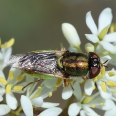 Odontomyia decipiens at Hughes Grassy Woodland - 23 Jan 2024 02:34 PM