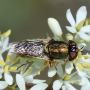 Odontomyia decipiens at Hughes Grassy Woodland - 23 Jan 2024