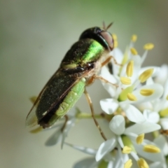 Odontomyia decipiens at Hughes Grassy Woodland - 23 Jan 2024 02:34 PM