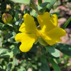 Hibbertia obtusifolia (Grey Guinea-flower) at Whitlam, ACT - 23 Jan 2024 by trevorpreston