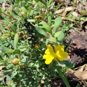 Hibbertia obtusifolia at Kama - 23 Jan 2024
