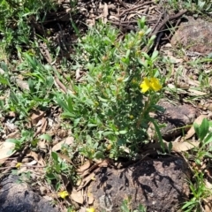 Hibbertia obtusifolia at Kama - 23 Jan 2024