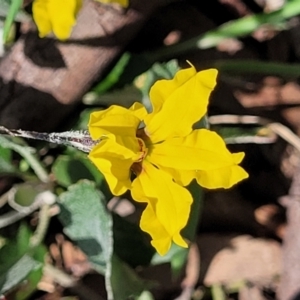 Goodenia hederacea subsp. hederacea at Molonglo River Reserve - 23 Jan 2024