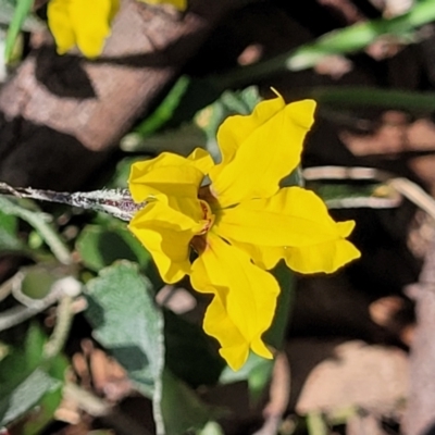 Goodenia hederacea subsp. hederacea (Ivy Goodenia, Forest Goodenia) at Whitlam, ACT - 23 Jan 2024 by trevorpreston