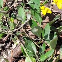 Goodenia hederacea subsp. hederacea at Molonglo River Reserve - 23 Jan 2024