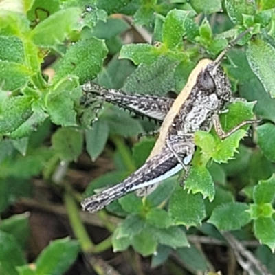 Macrotona australis (Common Macrotona Grasshopper) at Molonglo River Reserve - 23 Jan 2024 by trevorpreston