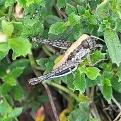 Macrotona australis at Kama - 23 Jan 2024