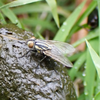 Oxysarcodexia varia (Striped Dung Fly) at Mount Painter - 22 Jan 2024 by CathB