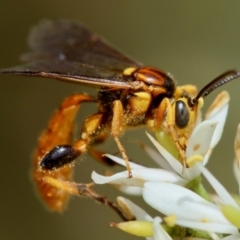 Labium sp. (genus) (An Ichneumon wasp) at Red Hill to Yarralumla Creek - 23 Jan 2024 by LisaH