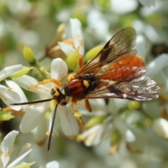 Labium sp. (genus) at GG95 - 23 Jan 2024