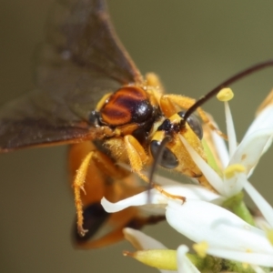 Labium sp. (genus) at GG95 - 23 Jan 2024