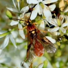 Labium sp. (genus) at GG95 - 23 Jan 2024