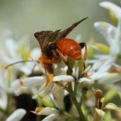 Labium sp. (genus) at GG95 - 23 Jan 2024