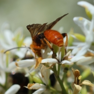 Labium sp. (genus) at GG95 - 23 Jan 2024