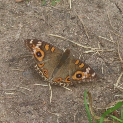 Junonia villida (Meadow Argus) at QPRC LGA - 22 Jan 2024 by MatthewFrawley