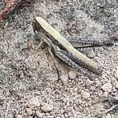 Macrotona australis (Common Macrotona Grasshopper) at Molonglo River Reserve - 23 Jan 2024 by trevorpreston