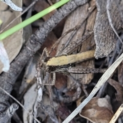 Macrotona australis at Kama - 23 Jan 2024