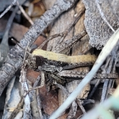 Macrotona australis at Kama - 23 Jan 2024