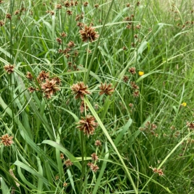 Cyperus lhotskyanus (A Sedge) at Hall, ACT - 23 Jan 2024 by Rosie