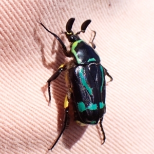 Chlorobapta frontalis at Mount Painter - 21 Jan 2024