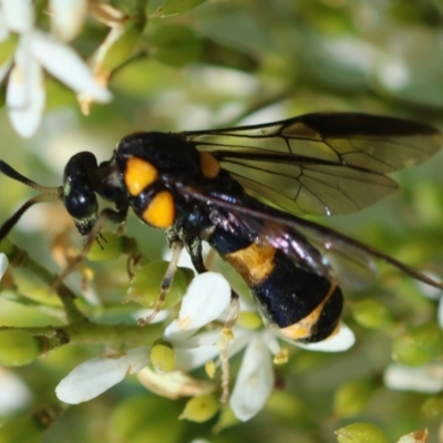 Pterygophorus cinctus (Bottlebrush sawfly) at GG95 - 22 Jan 2024 by LisaH