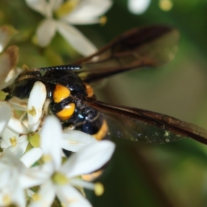 Pterygophorus cinctus at GG96 - 22 Jan 2024