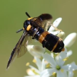 Pterygophorus cinctus at GG96 - 22 Jan 2024