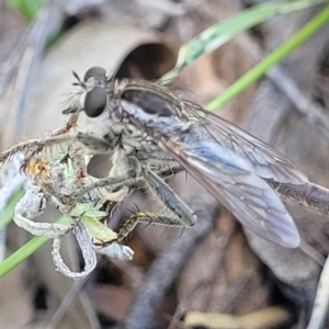 Bathypogon sp. (genus) at Molonglo River Reserve - 23 Jan 2024