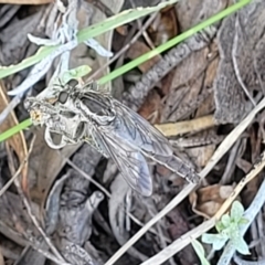 Bathypogon sp. (genus) at Molonglo River Reserve - 23 Jan 2024