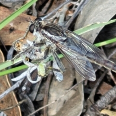 Bathypogon sp. (genus) at Molonglo River Reserve - 23 Jan 2024