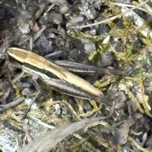 Macrotona australis at Aranda, ACT - 23 Jan 2024