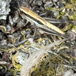 Macrotona australis at Aranda, ACT - 23 Jan 2024