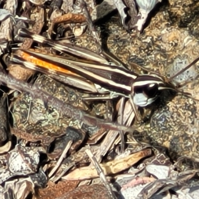 Macrotona australis (Common Macrotona Grasshopper) at Whitlam, ACT - 23 Jan 2024 by trevorpreston