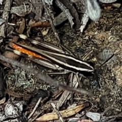 Macrotona australis at Molonglo River Reserve - 23 Jan 2024