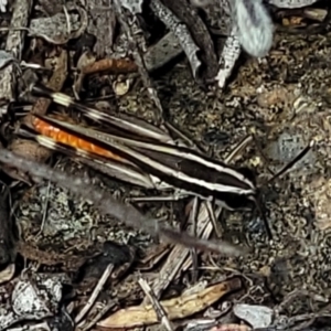 Macrotona australis at Molonglo River Reserve - 23 Jan 2024 03:25 PM