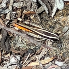 Macrotona australis at Molonglo River Reserve - 23 Jan 2024