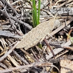 Goniaea australasiae (Gumleaf grasshopper) at Molonglo River Reserve - 23 Jan 2024 by trevorpreston