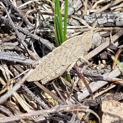 Goniaea australasiae (Gumleaf grasshopper) at Whitlam, ACT - 23 Jan 2024 by trevorpreston