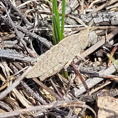 Goniaea australasiae (Gumleaf grasshopper) at Molonglo River Reserve - 23 Jan 2024 by trevorpreston