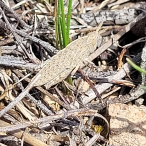 Goniaea australasiae at Kama - 23 Jan 2024