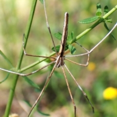 Asianopis subrufa (Rufous net-casting spider) at Mount Painter - 21 Jan 2024 by CathB