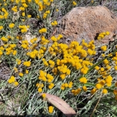 Chrysocephalum apiculatum (Common Everlasting) at Whitlam, ACT - 23 Jan 2024 by trevorpreston