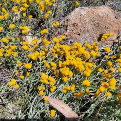 Chrysocephalum apiculatum (Common Everlasting) at Molonglo River Reserve - 23 Jan 2024 by trevorpreston