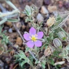 Spergularia rubra (Sandspurrey) at Whitlam, ACT - 23 Jan 2024 by trevorpreston