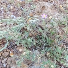 Spergularia rubra at Molonglo River Reserve - 23 Jan 2024